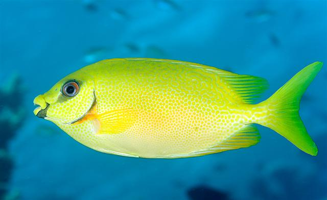  Siganus puelloides (Blackeye Rabbitfish)